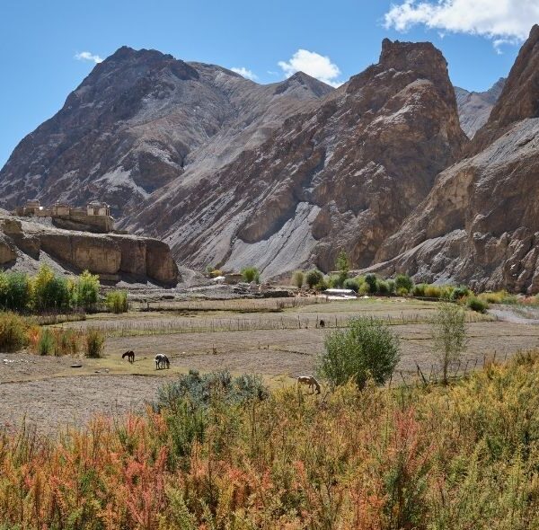 Markha Valley Trek