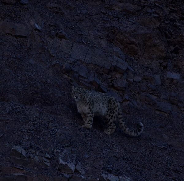 Snow Leopard Trek in Ladakh