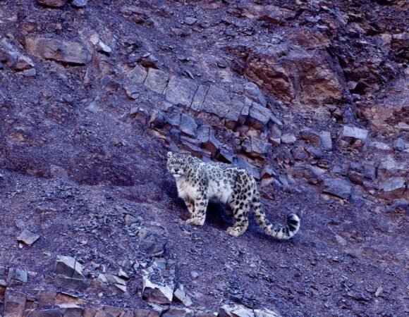 Snow Leopard Trek in Ladakh