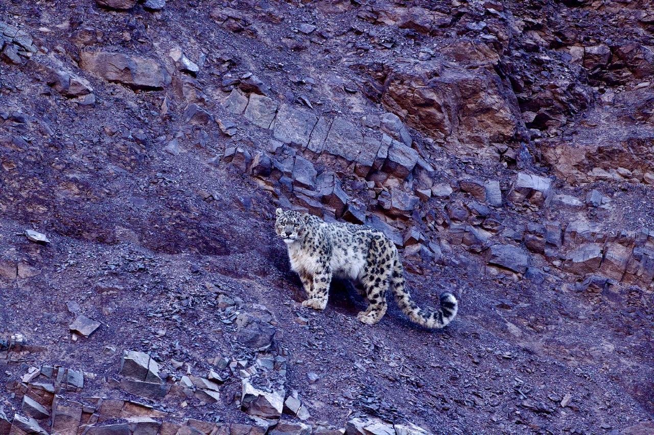 Snow Leopard Trek in Ladakh