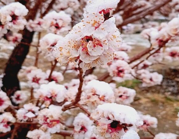 Apricot Blossom Festival 2026 Tours