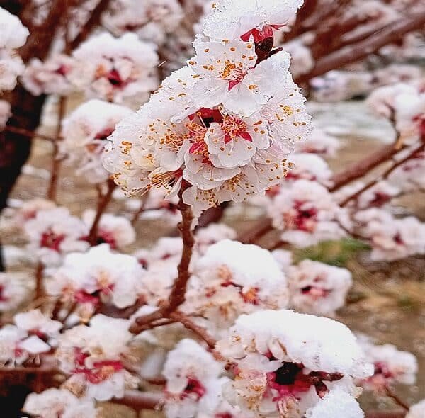 Apricot Blossom Festival 2026 Tours