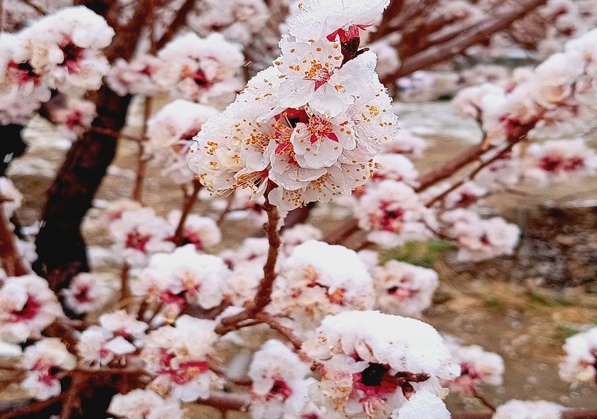 Apricot Blossom Festival 2026 Tours